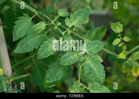 Due spot-acaro, Tetranychus urticae, pascolo danni alle foglie di una serra di piante di pomodoro Foto Stock