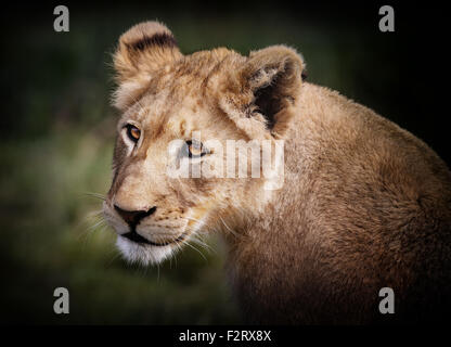 Leone femmina nel Parco Nazionale di Kruger. Foto Stock