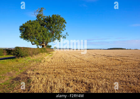 Una matura strada frassino in una siepe di biancospino da un dorato campo di stoppie sul Yorkshire wolds in settembre. Foto Stock