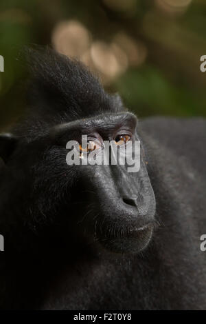 Ritratto di un macaco sulawesi con cresta nera (Macaca nigra) nella Riserva Naturale di Tangkoko, Sulawesi settentrionale, Indonesia. Foto Stock