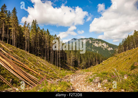 La malattia e la deforestazione lungo i pendii delle montagne di Tatra, Polonia. Foto Stock