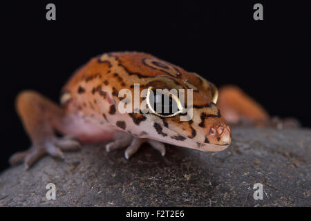 Yucatán nastrare Gecko (Coleonyx elegans) Foto Stock