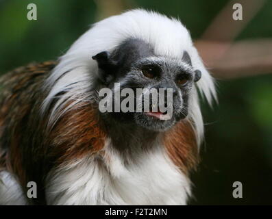 In prossimità della testa di un colombiano di cotone-top tamarin o Pinché tamarin (Saguinus oedipus) Foto Stock