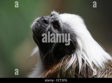 In prossimità della testa di un colombiano di cotone-top tamarin o Pinché tamarin (Saguinus oedipus), visto di profilo, guardando verso l'alto Foto Stock