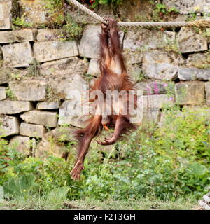 Bambino maschio Bornean orangutan (Pongo pygmaeus) giocando e appeso a una fune (serie di 10 immagini) Foto Stock