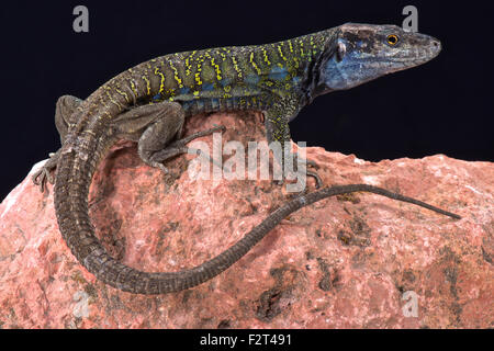 Tenerife Nord lizard ( Gallotia galloti eisentrauti) Foto Stock