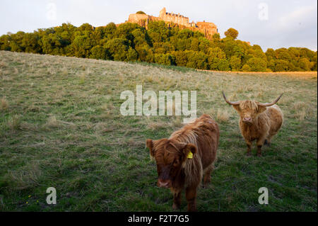 Highland mucca e vitello in piedi in un campo al di sotto del Castello di Stirling. Foto Stock