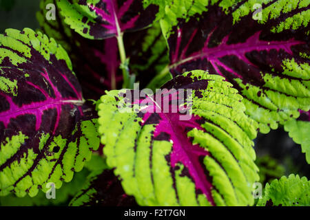 Colorata di verde e viola pianta Coleus nella tranquillità di giardini in encinitas, California Foto Stock