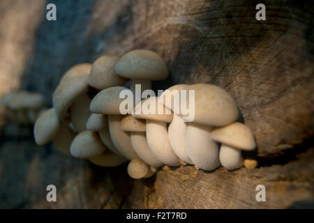 I funghi che crescono di un albero di decomposizione Foto Stock