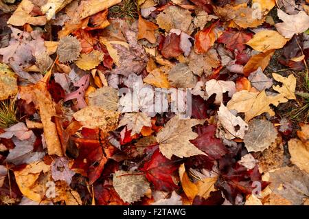 Rosso, marrone e giallo Foglie di autunno coperti con gocce d'acqua giacente a terra. Foto Stock
