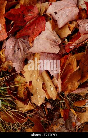 Rosso, marrone e giallo Foglie di autunno coperti con gocce d'acqua giacente sull'erba. Foto Stock