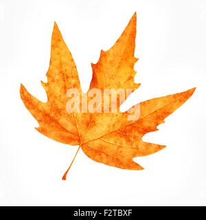 Asciugare Foglia di acero isolato su sfondo bianco, bella autunnale di dettaglio, cambiamenti meteorologici, la bellezza della natura in autunno Foto Stock