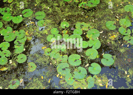 Acqua e ninfee presso il beaver pond di Cuyahoga Valley National Park, Ohio. Foto Stock