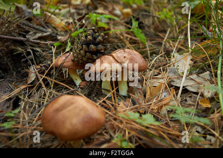 Tre piccoli suillus luteus fungo tenendo cono di pino Foto Stock