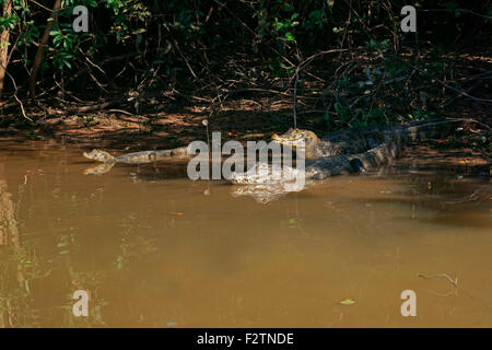 Yacare caimans (Yacare caimano, Caimano yacare crocodilus) giacente sulla riva in acqua, Pantanal, Brasile Foto Stock