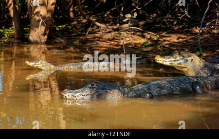 Yacare caimans (Yacare caimano, Caimano yacare crocodilus), che giace sulla riva, nell'acqua, Pantanal, Brasile Foto Stock