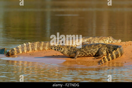 Yacare caimans (Yacare caimano, Caimano yacare crocodilus) giacente su un banco di sabbia, Pantanal, Brasile Foto Stock