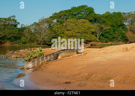 Yacare caimans (Yacare caimano, Caimano yacare crocodilus), su un banco di sabbia, Pantanal, Brasile Foto Stock