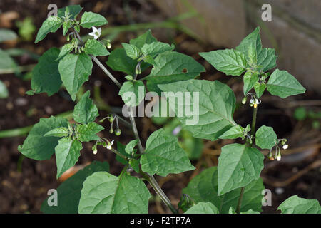 Erba Morella, Solanum nigrum, pianta flowering annuale di un erbaccia seminativi con piccoli fiori bianchi e immaturo bacche verdi. Foto Stock