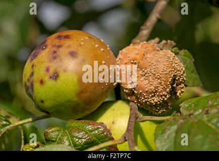 Marciume bruno, Monilinia spp., tra le mele sulla struttura ad albero, Berkshire, Settembre Foto Stock