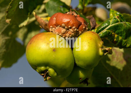 Marciume bruno, Monilinia spp., tra le mele sulla struttura ad albero, Berkshire, Settembre Foto Stock