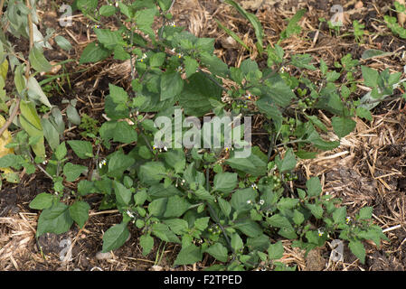 Erba Morella, Solanum nigrum, pianta flowering annuale di un erbaccia seminativi con piccoli fiori bianchi e immaturo bacche verdi. Foto Stock