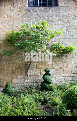 Vitigno di glicine e topiaria da scatola contro un cotswold muro di pietra. Ampia Campden, Gloucestershire, Cotswolds, Inghilterra Foto Stock