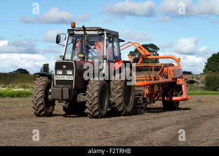 Burscough, Lancashire, Regno Unito. Il 22 settembre, 2015. Vegetali di elaborazione agricoltore il suo raccolto di carota prima dell'autunnale di cambiamento di tempo L Foto Stock