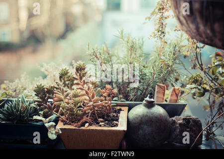 Un piccolo giardino su un balcone in un contesto urbano Foto Stock
