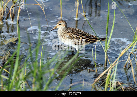 Pectoral Sandpiper (Calidris melanotos) - bambino Foto Stock