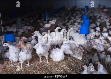 Il fossato prati free range chicken Farm Regno Unito Leicestershire HOMER SYKES Foto Stock