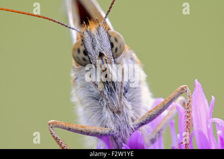 Close up di verde scuro / Fritillary Großer Perlmutterfalter ( Argynnis aglaja ) di mangiare il nettare di un campo Scabious. Foto Stock