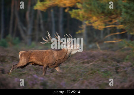 Panoramica dell'immagine di un cervo ruggente / cervo rosso / Rothirsch ( Cervus elaphus ) che corre attraverso l'erica fiorente del violetto, immagine sfocata, Europa. Foto Stock