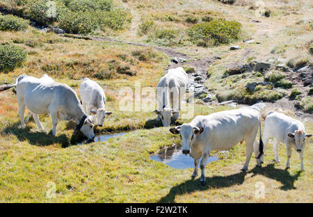 Ritratto di guascone vacche acqua potabile vicino Rabassoles laghi. Ascou Pailheres. Pirenei francesi. Ariège. La Francia. Foto Stock