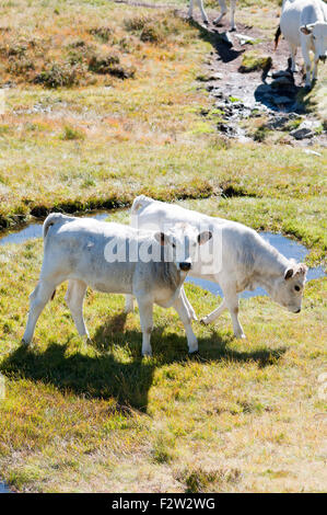 Ritratto di guascone vacche camminare vicino a Rabassoles laghi. Ascou Pailheres. Pirenei francesi. Ariège. La Francia. Foto Stock