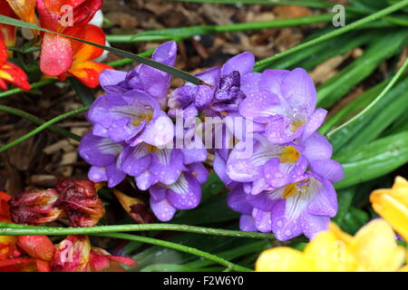 Colorate refracta freesias alba o noto come freesias dopo la pioggia con fiori viola nella messa a fuoco Foto Stock
