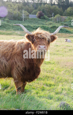 Highland di mucca e di pecora in un campo nella campagna scozzese Foto Stock