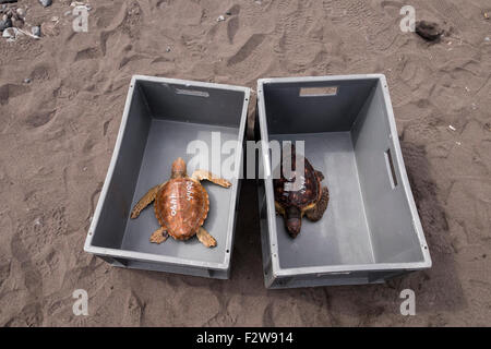 Playa San Juan, Tenerife, Isole Canarie, Spagna. 24 settembre 2015. Due giovani tartarughe sono tornati al mare che è stato salvato con pezzi di materia plastica catturato circa le loro pinne. Essi hanno recuperato, sebbene uno perso una pinna che ha avuto la sua circolazione sanguigna cut off. Durante il rilascio dei membri della Fundacion Neotropico mostrano le tartarughe a scolari e spiegare i pericoli causati alla fauna selvatica da gettare le materie plastiche in mare. Foto Stock