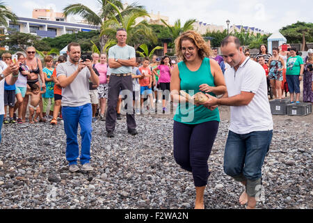 Playa San Juan, Tenerife, Isole Canarie, Spagna. 24 settembre 2015. Due giovani tartarughe sono tornati al mare che è stato salvato con pezzi di materia plastica catturato circa le loro pinne. Essi hanno recuperato, sebbene uno perso una pinna che ha avuto la sua circolazione sanguigna cut off. Durante il rilascio dei membri della Fundacion Neotropico mostrano le tartarughe a scolari e spiegare i pericoli causati alla fauna selvatica da gettare le materie plastiche in mare. Foto Stock