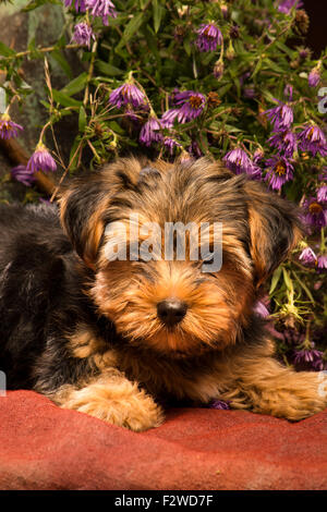 Ritratto di un cucciolo di Yorkshire Foto Stock