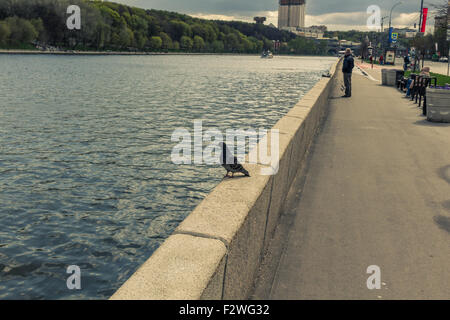 Colomba sulla ringhiera del fiume di Mosca Frunze Embankment. Vista dell'Accademia delle Scienze e il giardino niskuchny Split tonificante Foto Stock