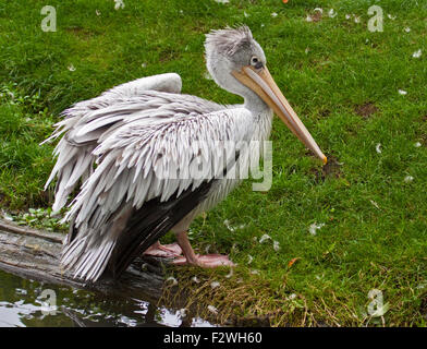 Rosa Backed Pelican (pelecanus rufescens) Foto Stock