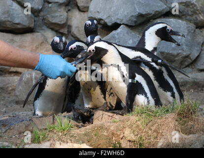 Nero Africa footed pinguini (Spheniscus demersus) essendo alimentati di pesce da un gestore di uccelli presso lo Zoo di hamburger di Arnhem, Paesi Bassi Foto Stock