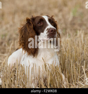 English Springer spaniel in erba Foto Stock