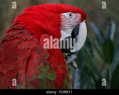 Sud Americana rosso-verde Macaw (Ara chloropterus) a.k.a Green winged macaw. Close-up di testa e becco Foto Stock