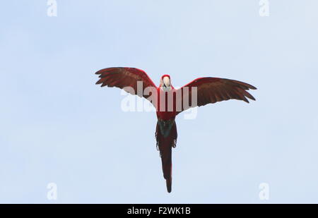 Sud Americana rosso-verde Macaw (Ara chloropterus) in volo contro un cielo blu, a.k.a. Green winged Macaw Foto Stock