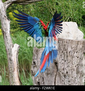 Sud Americana rosso-verde Macaw (Ara chloropterus) in volo, circa a toccare in basso. A.k.a. Green winged Macaw Foto Stock