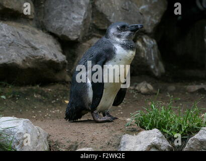 I capretti nero footed penguin (Spheniscus demersus), a.k.a. Africani o dei pinguini Jackass penguin Foto Stock