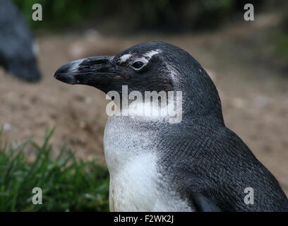 Nero footed penguin (Spheniscus demersus), a.k.a. Africani o dei pinguini Jackass penguin Foto Stock