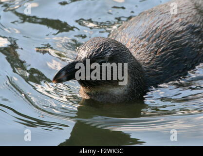 Nuoto capretti nero footed penguin (Spheniscus demersus), a.k.a. Africani o dei pinguini Jackass penguin Foto Stock